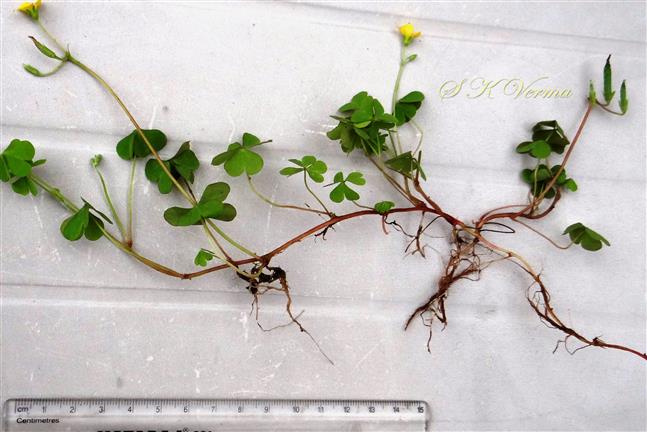  Plant